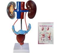 Human Sized Urinary Anatomy Model with Detachable Kidneys, Adrenal Glands, Bladder, and Ureters for Medical Teaching and Training