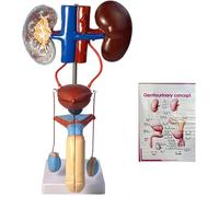 Human Sized Urinary Anatomy Model with Detachable Kidneys, Adrenal Glands, Bladder, and Ureters for Medical Teaching and Training