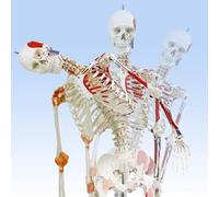 Human Skeletal Anatomy Kit Human Skeletal Anatomy Model Life-Size Skeletal System Includes Adjustable Rolling Bracket for Learning and Reference