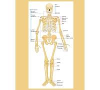 Human Skeletal Diagram Labeled Bones College Ruled Composition Notebook: Frontal Skeleton Orthopedic Anatomy System
