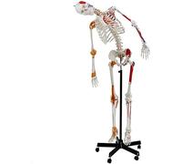 Human Skeletal Models Anatomical Assemblies Life Size Skeletal System Medical Anatomy Interactive Medical Replicas Study Guides Adjustable Rolling Stands