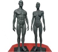 Human Skeletal Muscle Anatomical Model, Detailed Male & Female Muscle Bone Structure for Anatomy Study, Artist Drawing Reference