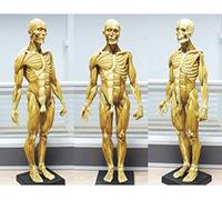 Human skeletal muscle Anatomical Model - Perfect Reference for Artists 23.6 Inches tall - Male anatomy figure Sculpture Painting for Study and Practice