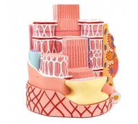 Human Skeletal Muscle Fiber Anatomical Model, 40,000X Enlarged