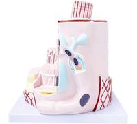 Human Skeletal Muscle Fiber Anatomy Model - Detailed Orthopedic Teaching Tool for Science Students