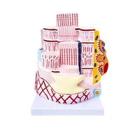 Human Skeletal Muscle Fiber Anatomy Teaching Model, 40,000 Times Magnification Model, Collagen Mesh Fiber Human Bone Model for Teaching