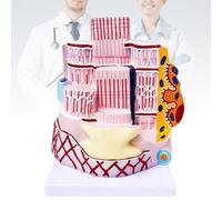 Human Skeletal Muscle Fiber Anatomy Teaching Model, 40,000 Times Magnification Model, Collagen Mesh Fiber Human Bone Model