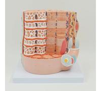 Human Skeletal Muscle Fiber Model, 10000X Muscle Fiber Microstructure Anatomical Model with Digital Tag, for Teaching Study Apprentice Doctor