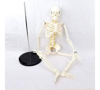 Human Skeleton 85cm Anatomy Model, Human Skeleton Anatomy Learning Model for Medical Teaching Aids