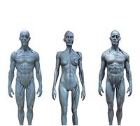 Human Skeleton Anatomical Model - 30Cm Human Anatomy Figure Model - Anatomy Skull Sculpture Body Muscle Study Kit Human Model Craft Reference for Artists,A