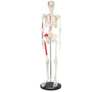 Human Skeleton Anatomical Model 85cm with Muscle Painting