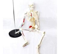 Human Skeleton Anatomical Model Medical Anatomy Halloween with Metal Stand Anatomical Skeleton 85Cm High Removable Arms and Legs Joints Educational Use