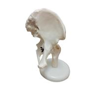 Human Skeleton Anatomical Model with Hand, Foot, Shoulder, Elbow, Hip, Knee Joints for Medical Education and Training