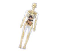 Human Skeleton Anatomy Model with Detachable Organs Realistic Anatomical Human Body Model Classroom Teaching Aid for Kid Education Supplies