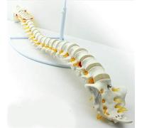 Human Skeleton Anatomy Model with Flexible Spine - Life-Size Educational Tool for Presentations and Learning