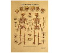 Human Skeleton Anatomy Poster Vintage Skeletal System Anatomical Chart Wall Art Print for Education Painting Modern Decor