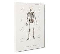 Human Skeleton by Charles d' Orbigny Canvas Print | Gallery Wrapped 30mm Frame Wall Art | 30x20 inches | Ready to Hang | Modern Picture | Living Room Bedroom Lounge Office