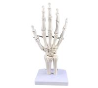 Human Skeleton Hand Model with Articulated Flexible Joint Human Hand Joint Model Education and Display Base