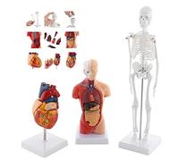 Human Skeleton Heart Torso Model,SET OF 3 ANATOMY MODELS,Human Anatomy Models Set with Organs Blood Vessels Small Desk E