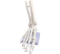 Human Skeleton Model 1-to-1 Ratio Foot Joint Model Without Ligaments Bendable Foot Structure Anatomy Model as Teaching Aids for Students Study Display Teaching Model