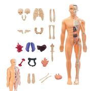 Human Skeleton Model - 11.22x Inches Anatomy Figure For Learning, Teaching With 3D Assembly Feature, Anatomical Model For School, Classroom, Teachers, College, Educational Science Use