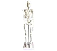 Human Skeleton Model, 17.7 in / 45 cm Full Body Anatomy Model with Base, Movable Arms and Legs, PVC Anatomical Skeleton for Students and Teachers