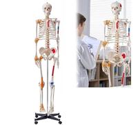 Human Skeleton Model 170Cm Anatomical Human Skeleton Model Teaching with Ligaments Arms Legs Movable Jaws Muscle Origin