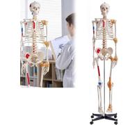 Human Skeleton Model 170cm Educational Anatomical Study, Movable Jaws,Arms,Legs