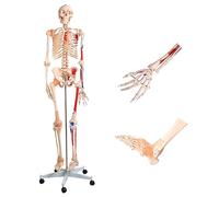 Human Skeleton Model 180cm