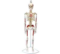 Human Skeleton Model, 33.4", Skeleton Replica with Spinal Nerves, Bilateral muscle coloring, Movable Arms, Legs & Display Stand for Doctors & Students