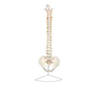 Human Skeleton Model 34" Life Size Spine Model with Nerves Vertebrae Male Pelvis Skeleton Anatomy for Science Education