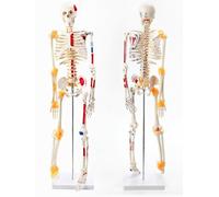 Human Skeleton Model, 85cm Skeleton Anatomical Model, with Nervous System/Joints and ligaments, Movable Arms, Legs & Display Stand, for Medical Anatomical Study Display
