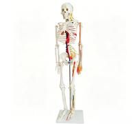 Human Skeleton Model 85Cm Tall Adult Full-Length Skeleton Model Detachable Anatomical Skeleton with Heart Medical Teaching Demonstration Aid for Teaching Hospitals A