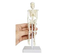 Human Skeleton Model Adult Small Teaching Spine Whole Body Medical Research Anatomical Model.A