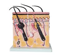 Human Skeleton Model, Anatomy Teaching Tool for Cutaneous Tissue and Hair Structure, Educational Biology Model for Medical Studies