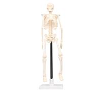 Human Skeleton Model Anatomy Teaching Tool Realistic Detachable Flexible PVC Mini Skeleton for Medical Schools and Secondary Education 42cm 16.5in with Stand and Base
