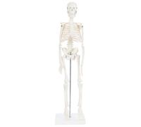 Human Skeleton Model, Desktop Skeleton Has Movable Arms and Legs for Medical Study Science Classroom