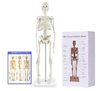 Human Skeleton Model for Anatomy,17”Mini Human Skeleton Model with Movable Arms and Legs,Scientific Model for Study Basic Details of Human Skeletal System