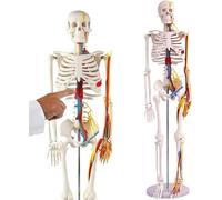 Human Skeleton Model for Anatomy, 33.5'',1/2 Life Size Human Skeleton Model with Nerves Veins Arteries Heart,Removable Skull Cap and Limbs for Study