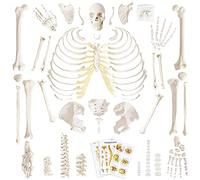 Human Skeleton Model For Anatomy 67 inch High, Full Size Skeleton Models with 3 Poster, Skull, Spine, Bones, Articulated Hand & Foot, for Anatomy Medical Learning