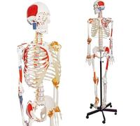 Human Skeleton Model for Anatomy, 70 Inches Life Size Skeleton Model for Anatomy, with Ligaments, Movable Arms, Legs and Jaw, with Muscle Origin & Insertion Points for Study Display