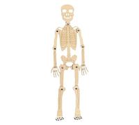Human Skeleton Model for Anatomy, Human Body Model for - Small Human Skeleton Toy - Human Anatomy Skeleton Skeleton, Assembly Skeletal Study Toy for Study