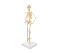 Human Skeleton Model for Anatomy Learning, DIY Assembly Educational PVC Figure with Base