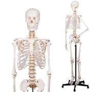 Human Skeleton Model for Anatomy -Life Size Anatomical Skeleton Medical Model with Nervous System 70.8 in with Rolling Stand for Study and Display Colorful Posters