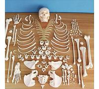 Human Skeleton Model for Anatomy, Life Size Disarticulated Model, 206 Pieces Scattered Model for Teaching & Study