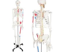 Human Skeleton Model for Anatomy Study, Detailed with Spinal Nerves and Muscle Points, Ideal for Medical Education and Research