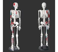 Human Skeleton Model Half Muscle Col Detachable 85Cm Teaching Tool for Anatomy Study,1pcs