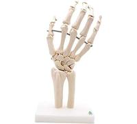 Human Skeleton Model Human Model Human Anatomy Research Medical Joint Skeleton Model Hand Model PVC Model Teaching Aids Hand Bone Joint Model