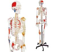 Human Skeleton Model, Life-Size, 70'' Skeleton Replica with Spinal Nerves, Muscle Insertion and Origin Points,Joint Ligaments,Includes Rolling Stand,for Doctors, Students