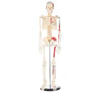 Human Skeleton Model, Life Size Skeleton Replica with Removable Arms and Legs for Medical Study Science Classroom Teaching molds